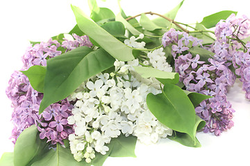 Image showing a bouquet of colorful lilac blossoms