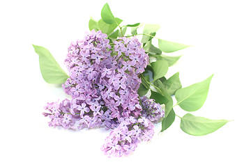 Image showing a bouquet of purple lilac blossoms