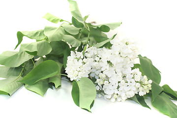 Image showing a bouquet of white lilac blossoms