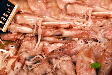 Image showing Squid