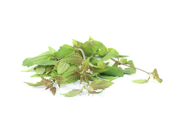 Image showing green Mexican dream herb