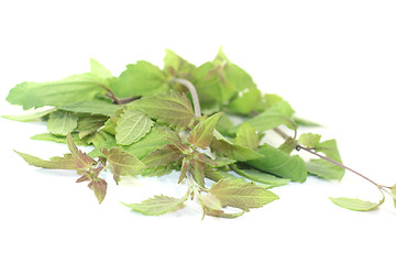 Image showing fresh Mexican dream herb