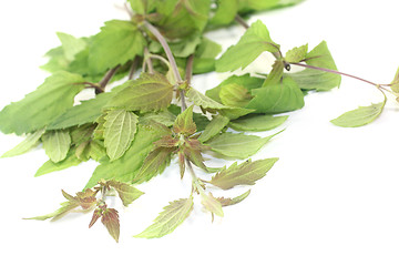 Image showing fresh green Mexican dream herb