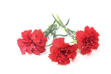 Image showing red carnations blossoms