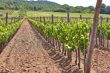 Image showing Wineyard