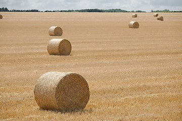 Image showing Agriculture