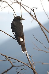Image showing Bird on tree