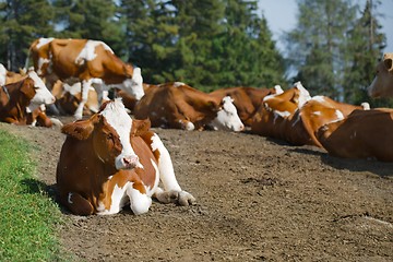 Image showing Cows resting