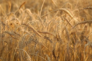 Image showing Wheat field