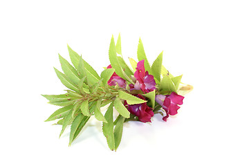 Image showing purple Balsam