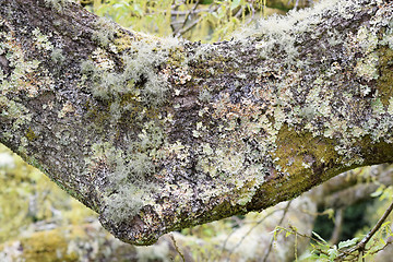 Image showing Lichen clinging to tree branch.