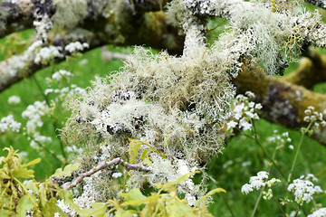 Image showing Lichen clinging to tree branch.