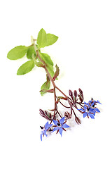 Image showing fresh blue Borage