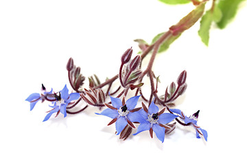 Image showing delicious blue Borage