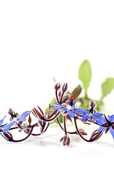 Image showing fresh natural blue Borage