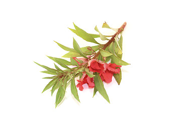 Image showing red Balsam