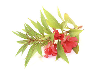 Image showing healthy red Balsam