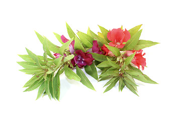 Image showing fresh red and purple Balsam