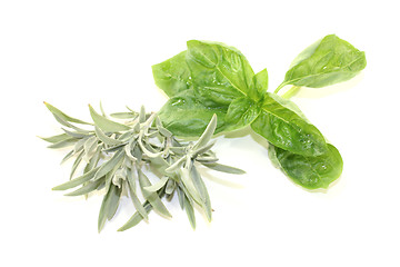 Image showing sage and basil