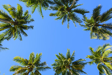 Image showing Towering Coconut Trees