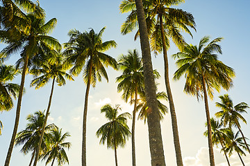Image showing Towering Coconut Trees
