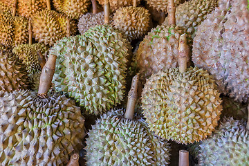 Image showing Philippines Durian