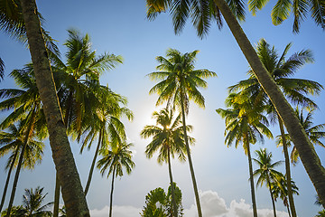 Image showing Sunrise Towering Trees