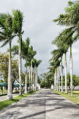 Image showing Palm Lined Road