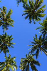 Image showing Towering Coconut Trees