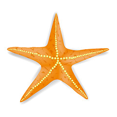 Image showing Starfish