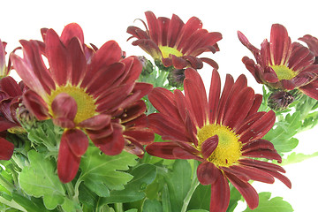 Image showing Chrysanthemums