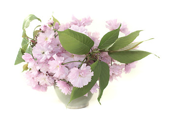 Image showing Japanese cherry