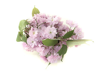 Image showing pink japanese cherry