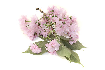 Image showing japanese cherry blossoms