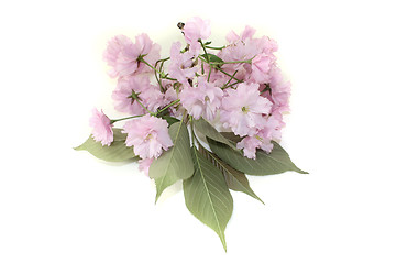 Image showing branch of japanese cherry blossom