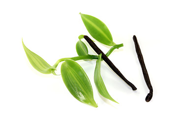 Image showing Vanilla sticks with green vanilla leaves