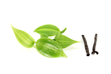 Image showing dark Vanilla sticks with vanilla leaves