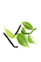 Image showing dark Vanilla sticks with green vanilla leaves