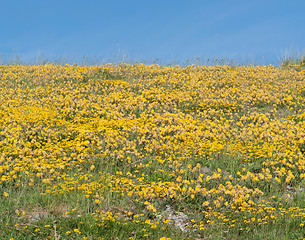 Image showing meadow with yellow flowers