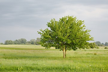 Image showing Green tree on a field