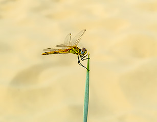 Image showing Dragonfly