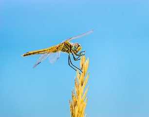 Image showing Dragonfly