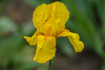Image showing Flower yellow iris