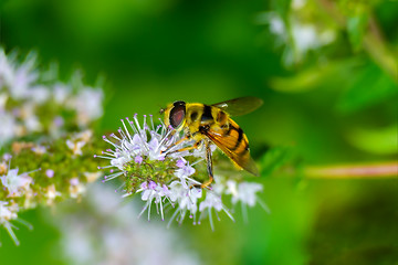 Image showing Syrphid flies