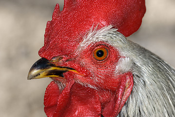 Image showing The head of a cock