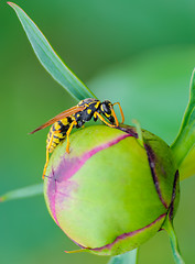 Image showing Wasp 