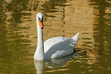 Image showing White swan