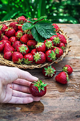 Image showing summer harvest of strawberries