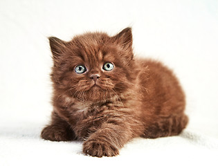 Image showing British long hair kitten