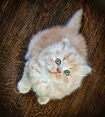 Image showing british long hair kitten